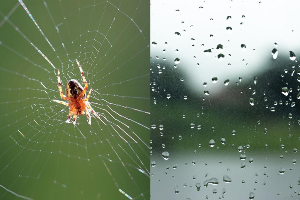 spiders glass window web