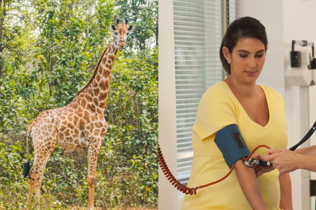 giraffe sustainable blood pressure