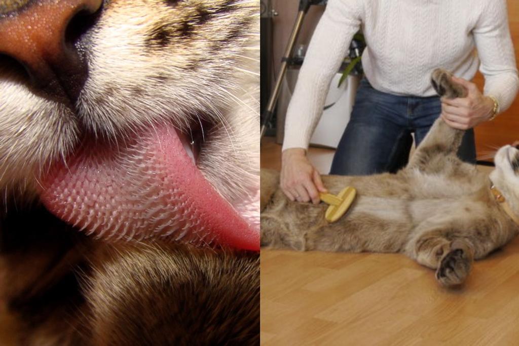 cats hair brush allergies