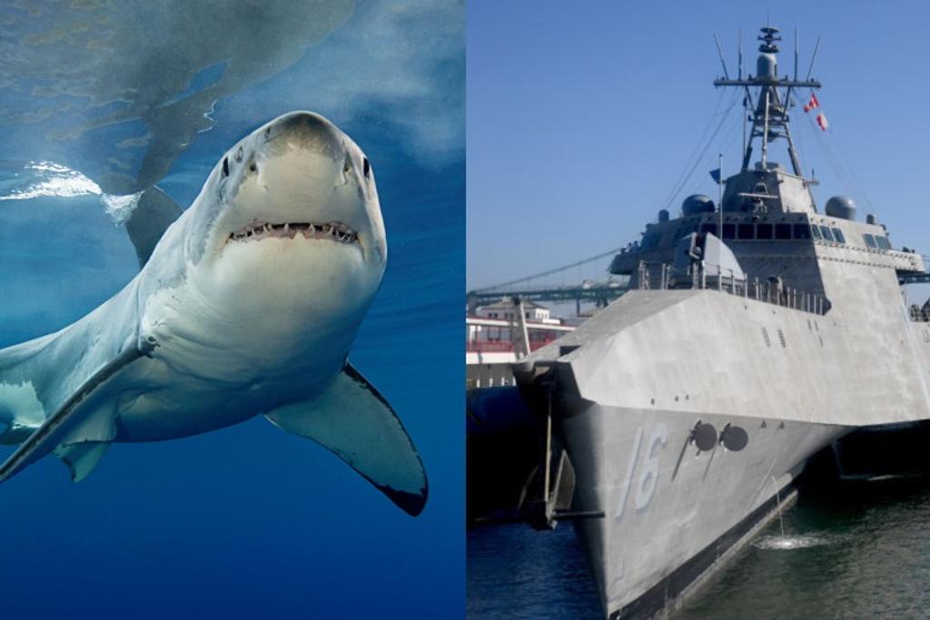 sharks Navy ship innovation
