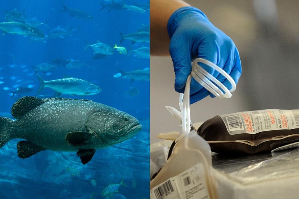 codfish medical antifreeze biomimicry
