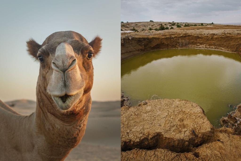 camels saltwater desalination innovation