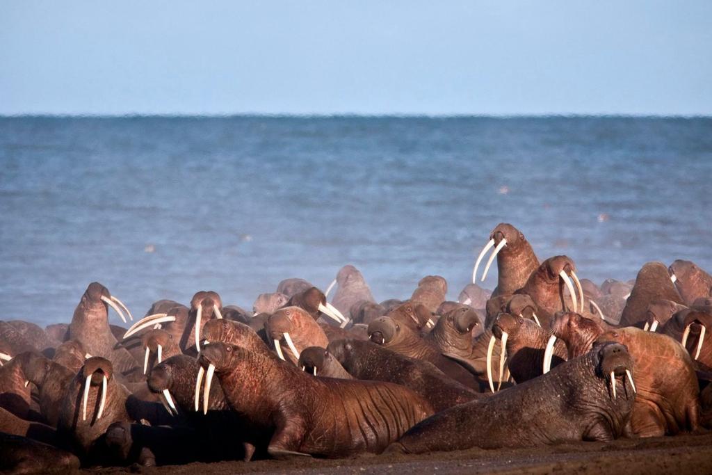 Walrus Islands State Sanctuary