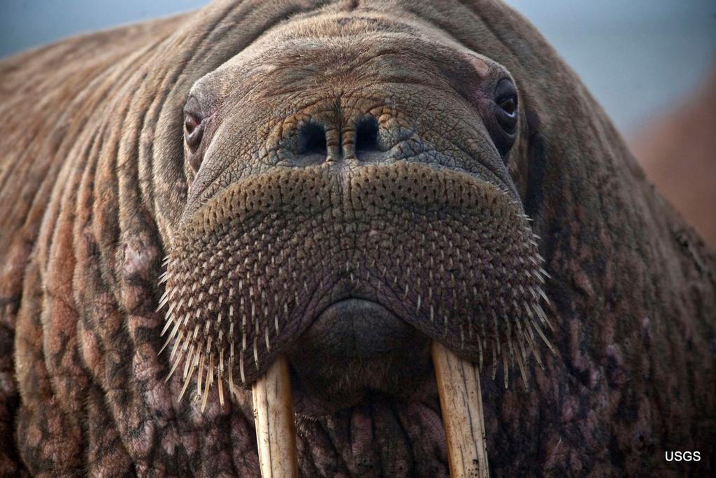 pacific walrus males call