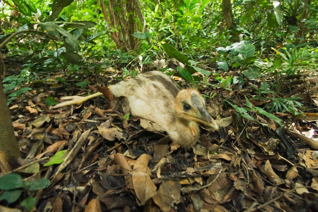 Cassowaries deadliest bird domesticated