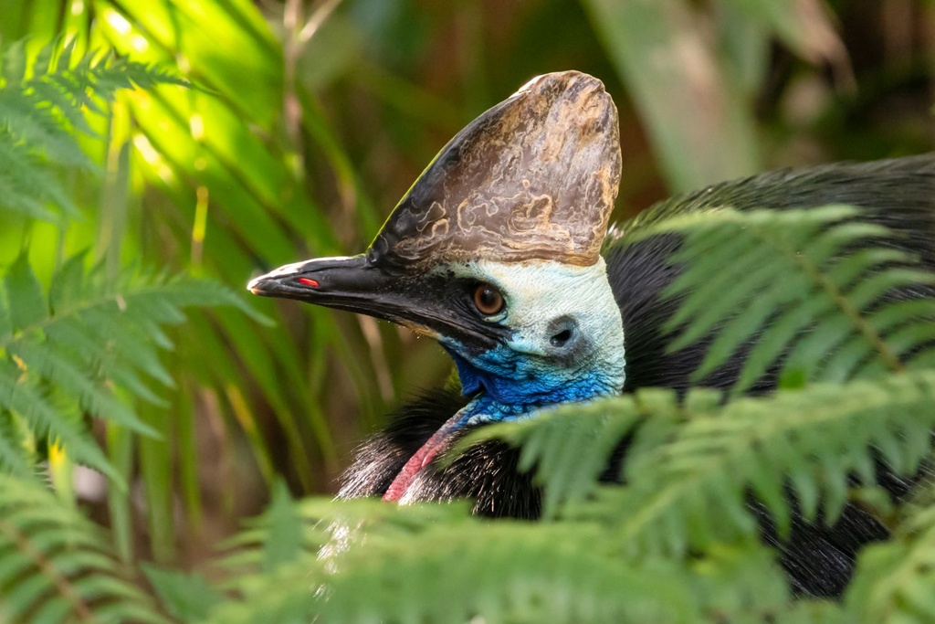 deadliest bird cassowary domesticated