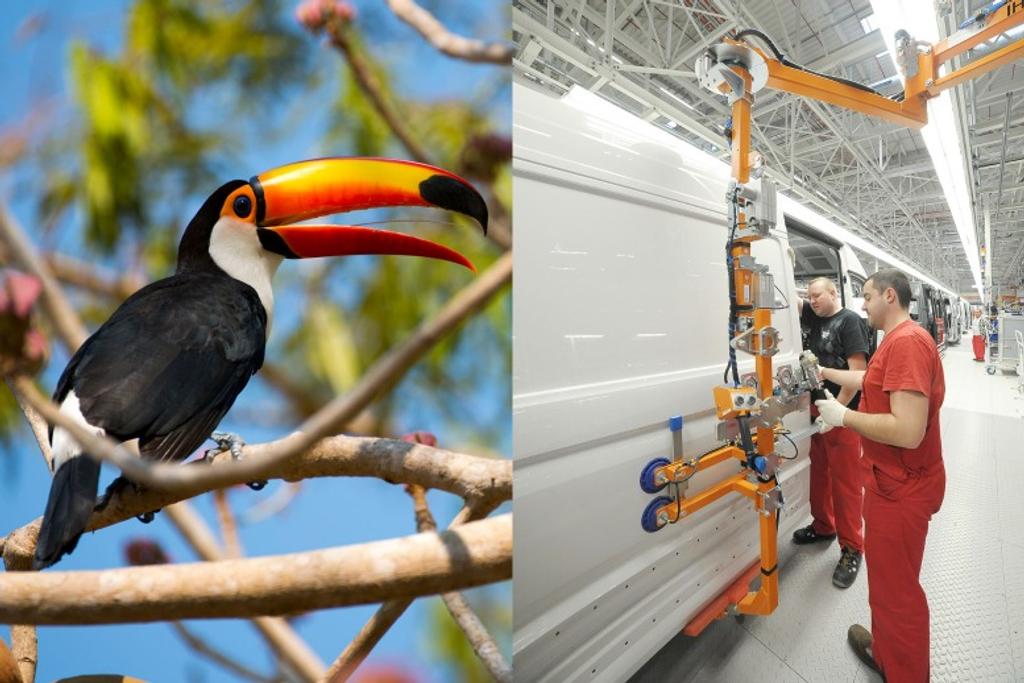animals inspiring technology toucan