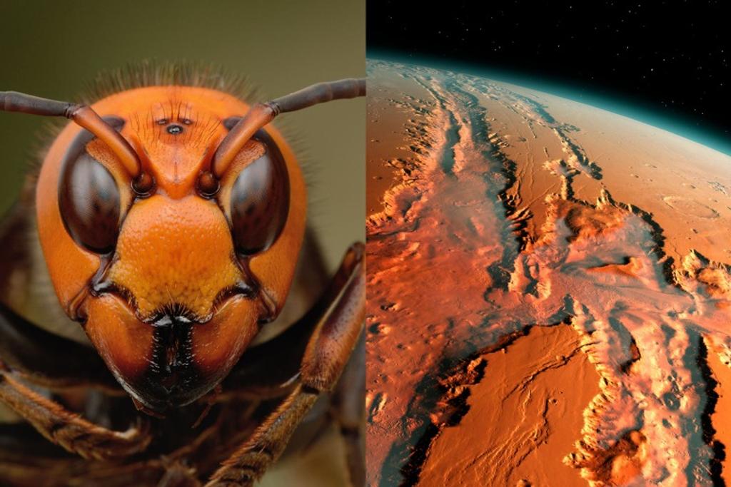wasps drills space technology