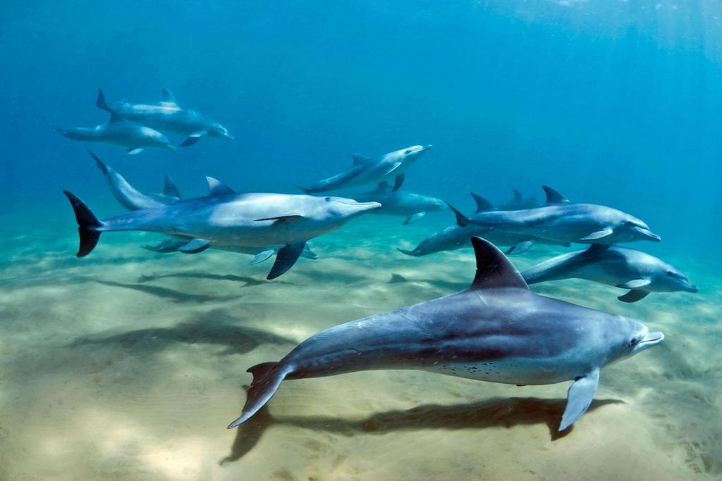 dolphin pack intelligence