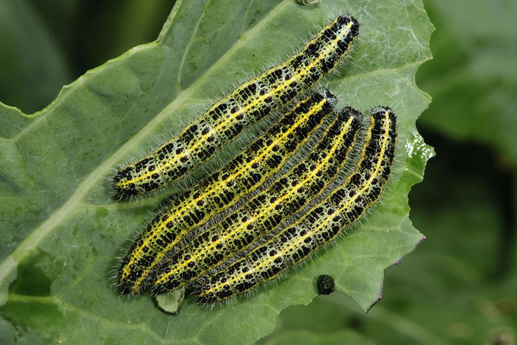 Caterpillars carbon emission research