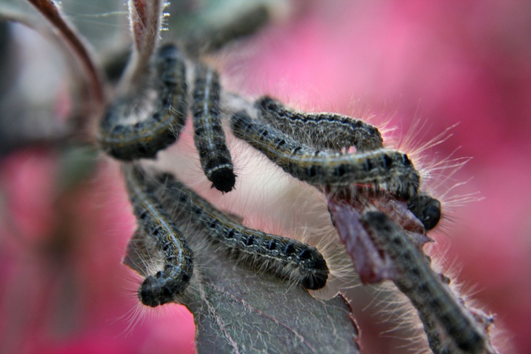 Caterpillars carbon emission, study