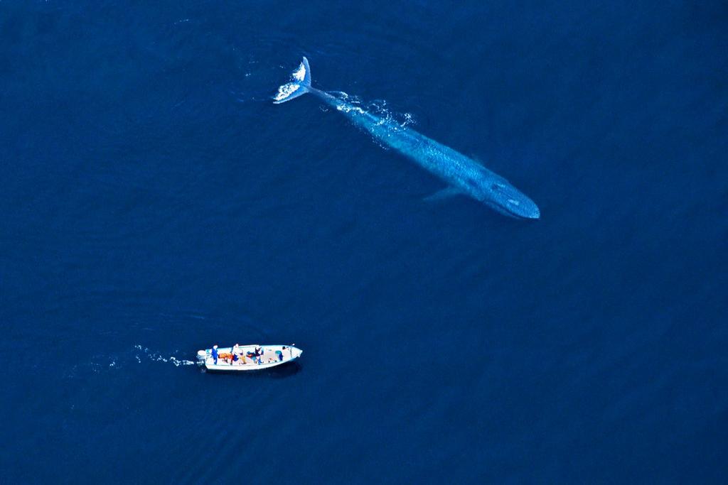 whales diet breaking news