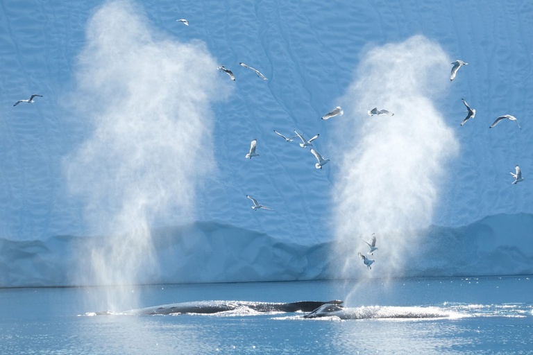 baleen whales diet krill