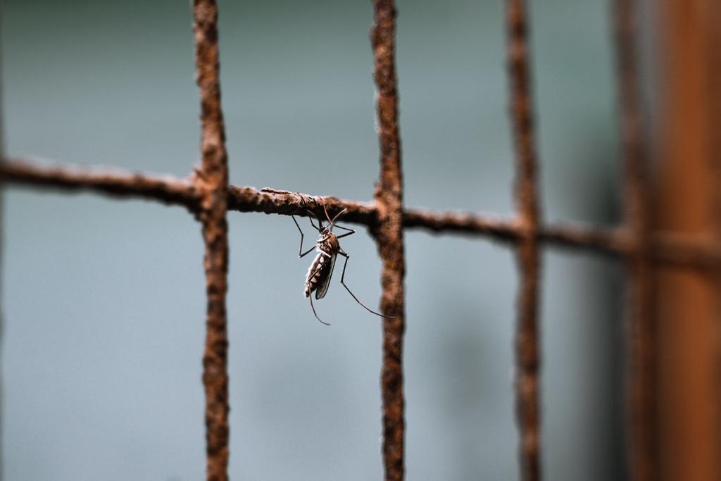 zika mosquito genetically modified 