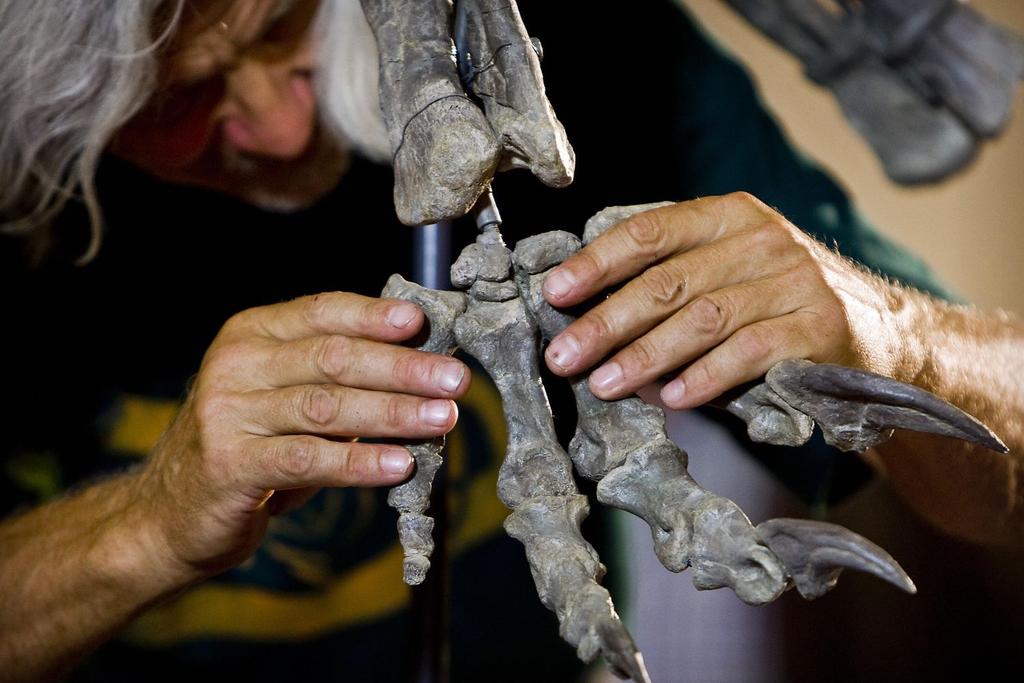 dinosaur fossil remains found