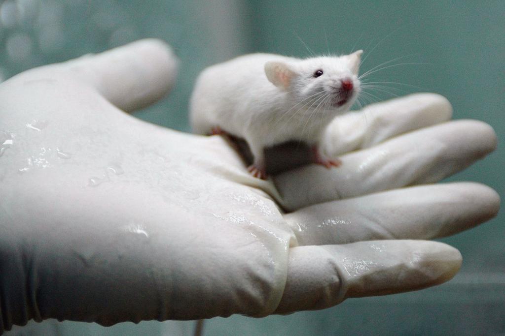 mice paralysis cure gel