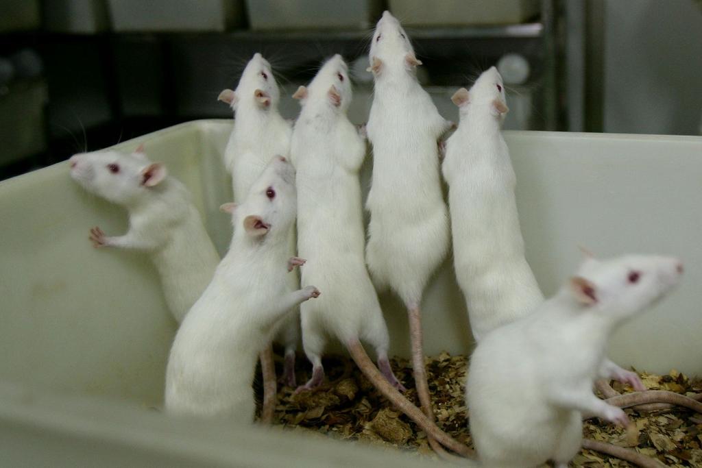 mice paralysis gel treatment