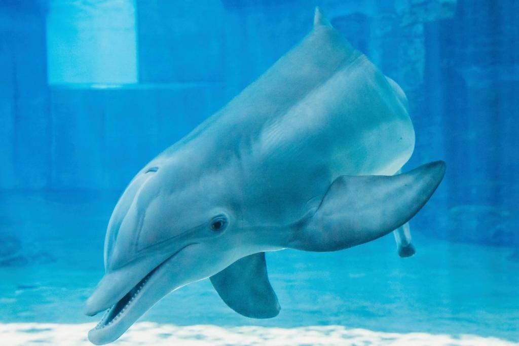 tail dolphin tale dead