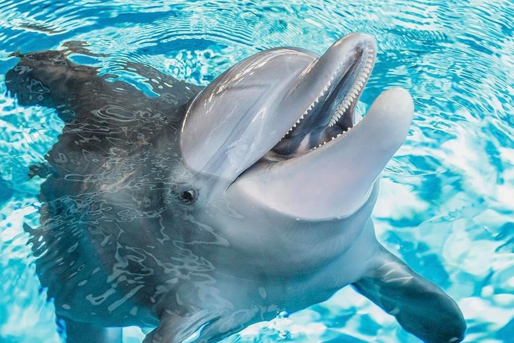 dolphin death