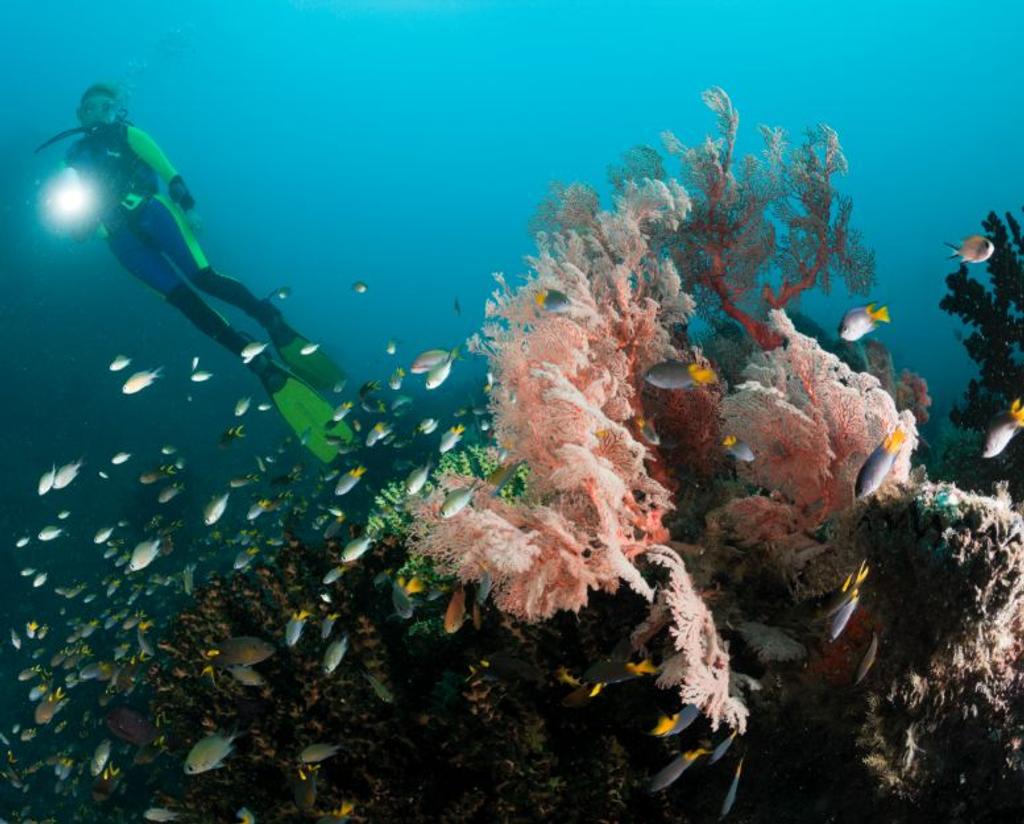 coral reefs indonesia underwater