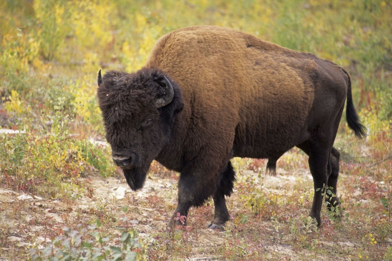 bison return prairie metis