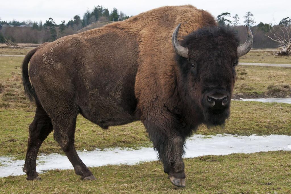 bison sustainable education tourism 