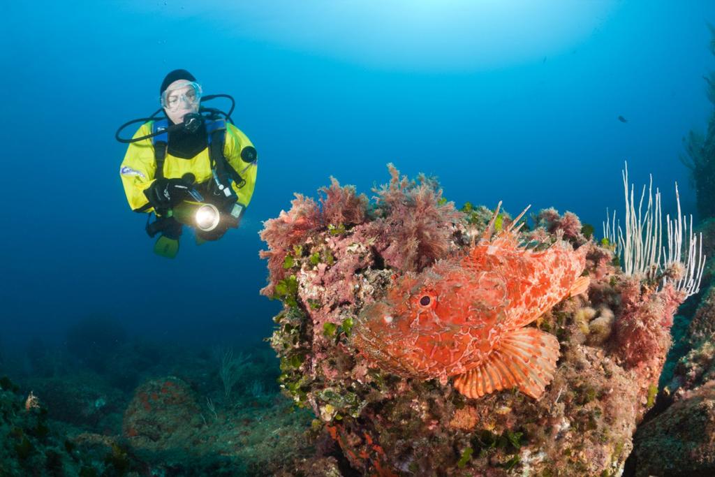 deep sea creatures rockfish