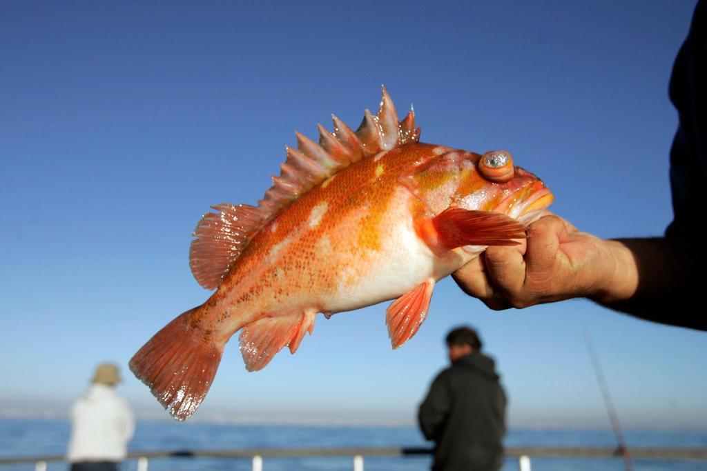 lifespan rockfish dna evolution