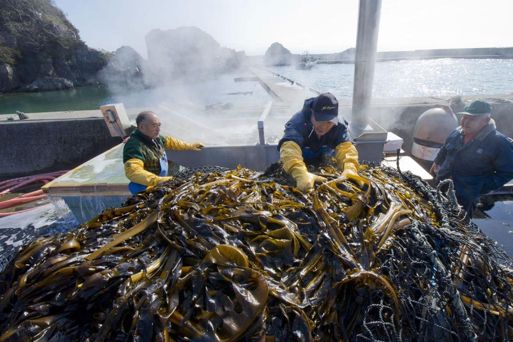 seaweed japan ocean natural