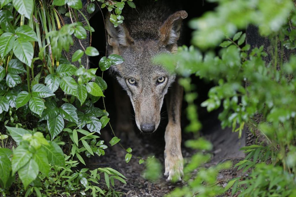 red wolves conservation efforts