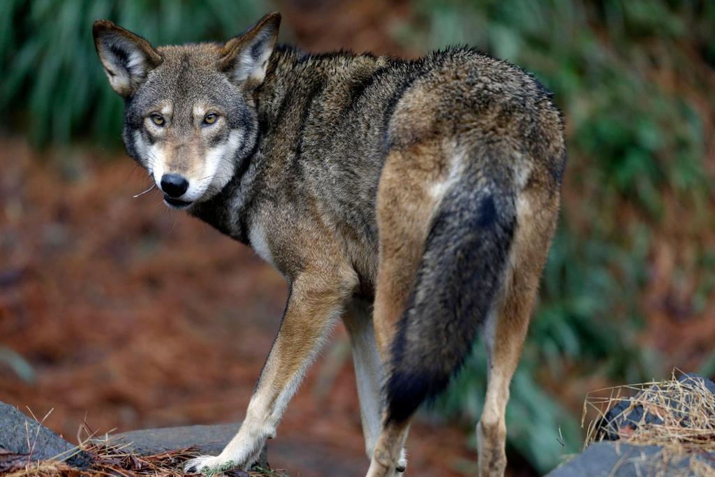 wildlife north carolina wolf