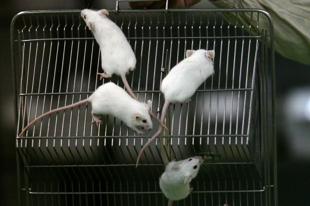 mice lab rats experiment 