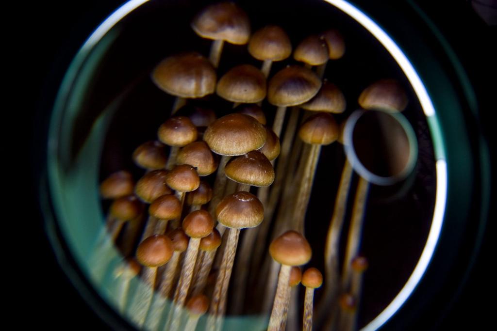 mushrooms drugs lsd treatment