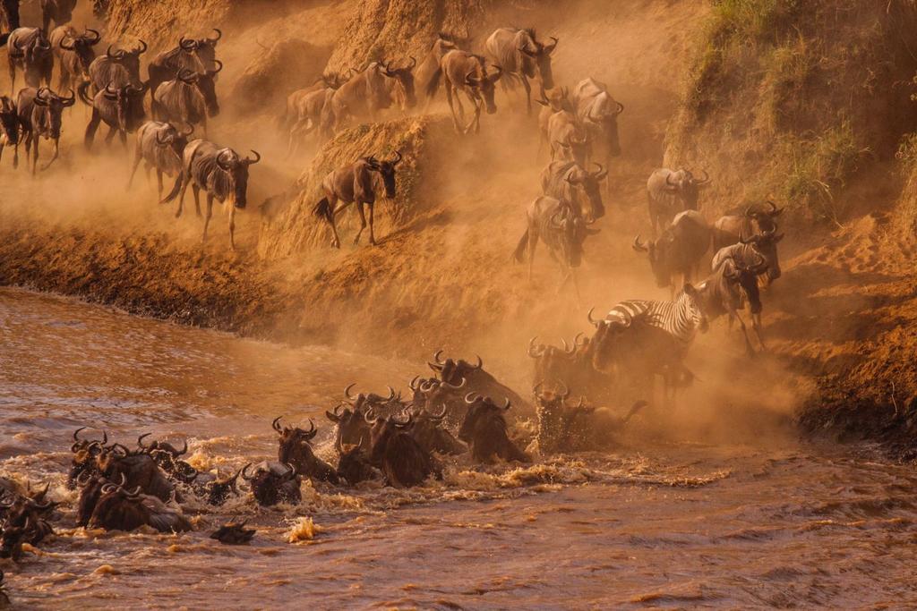 amazing animal facts wildebeest