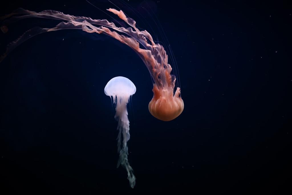 phantom jellyfish rare creatures