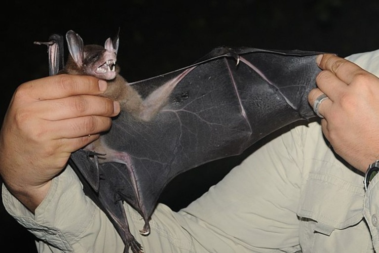 vampyrum spectrum carnivore bat