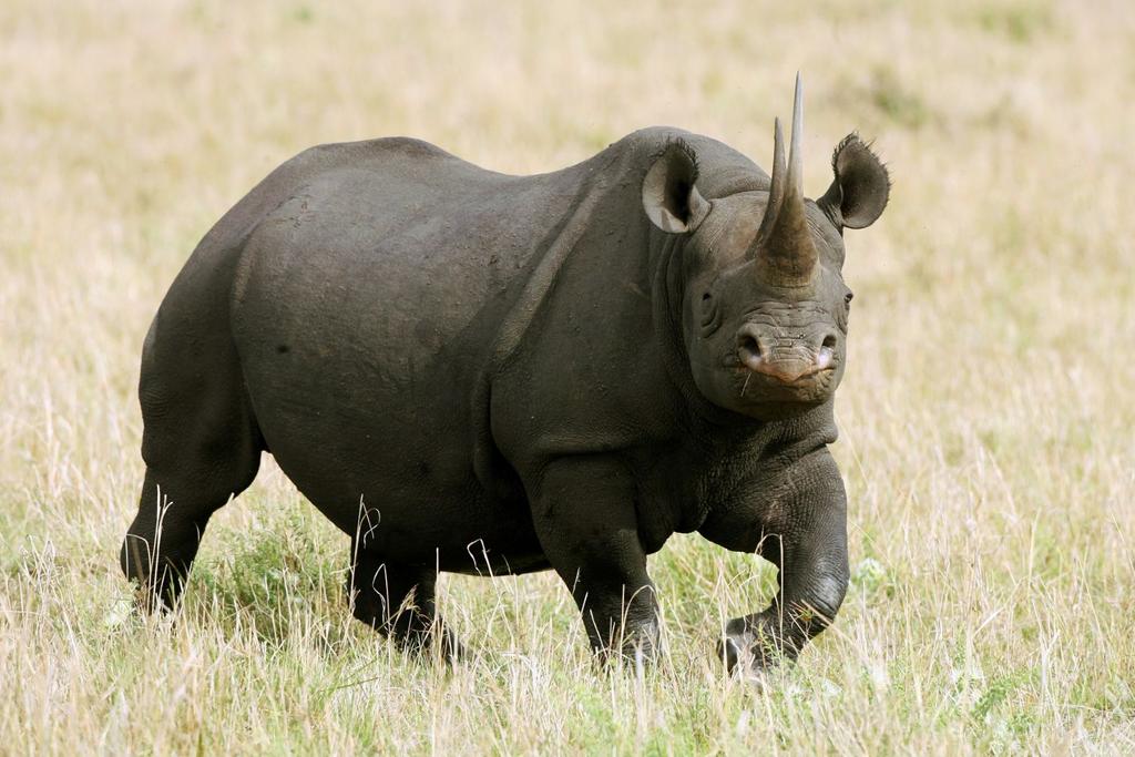 rhino poop science study