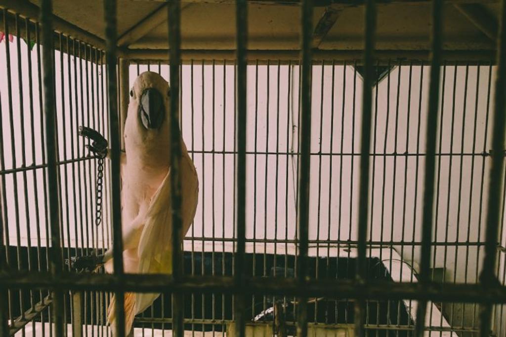 Parrot Saved Choking Child