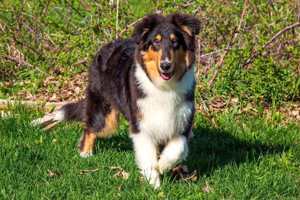 Collie Dog Detects Cancer Owner