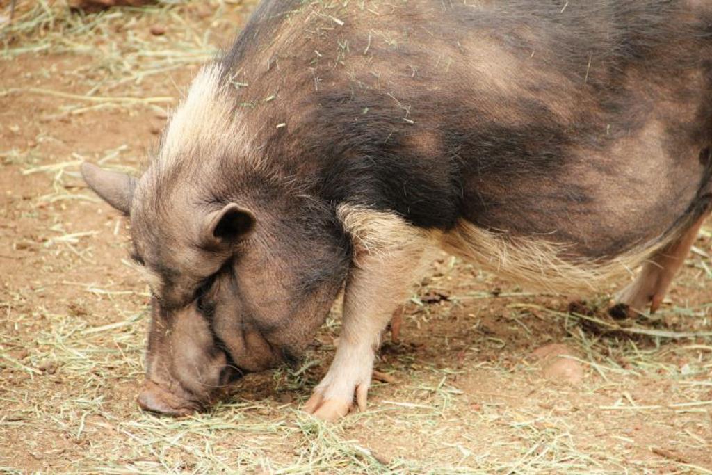 Lulu Pig Saves Owner 