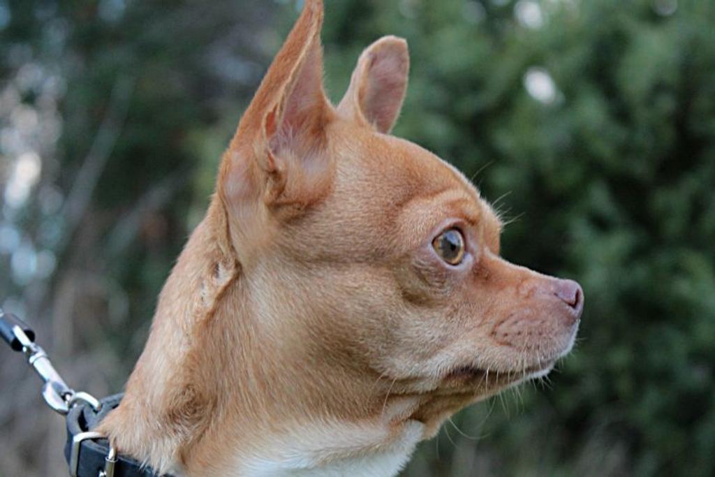 Bubu Chihuahua Saves Owner