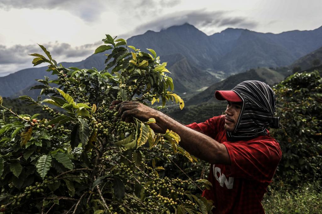 coffee crops climate change