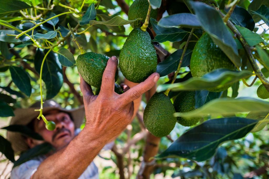 avocado crops climate change