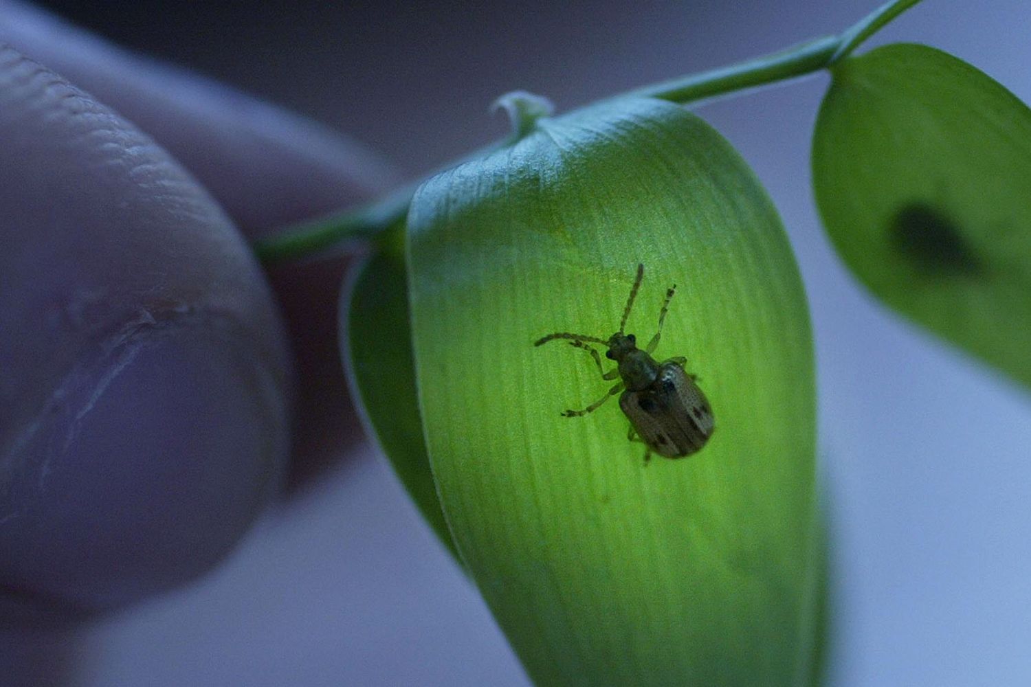 how-tiny-beetles-fly-so-fast-discovery-time