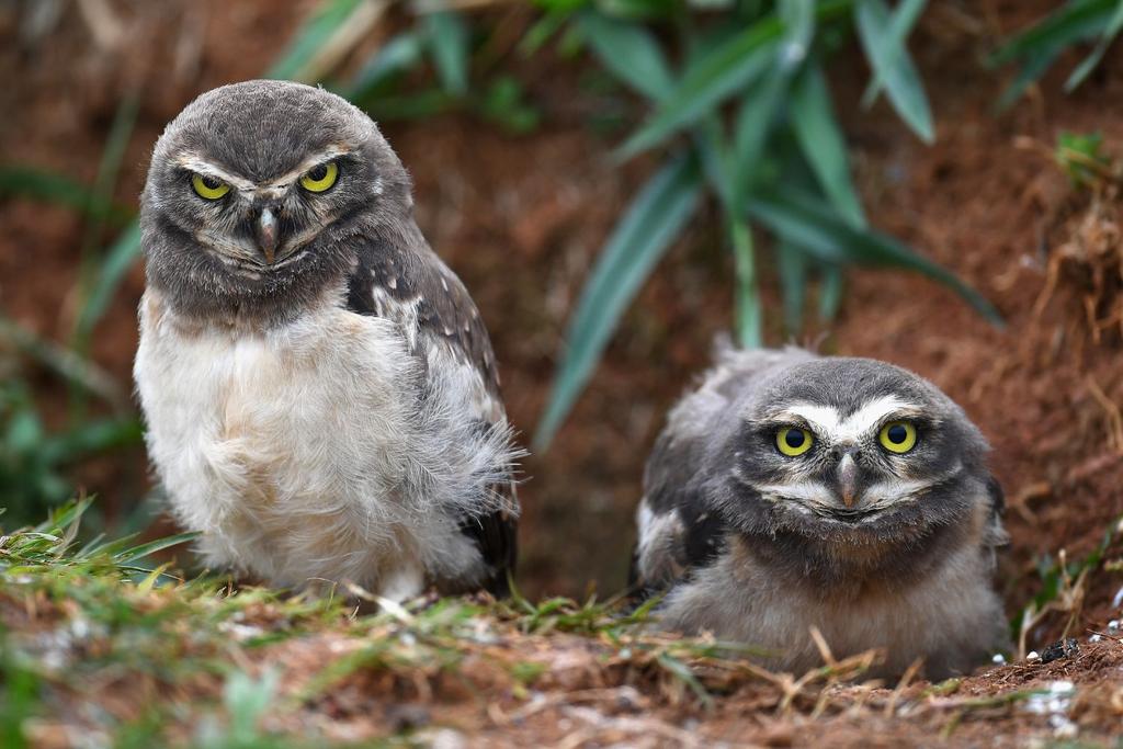 burrowing owls animal habitats