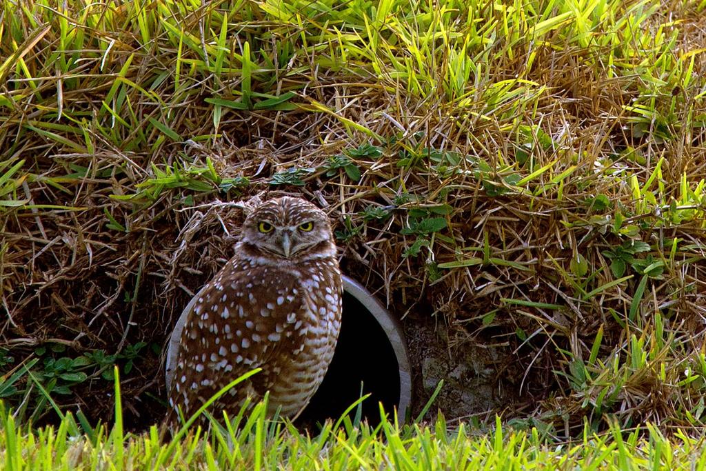 tiny burrowing owls habitat