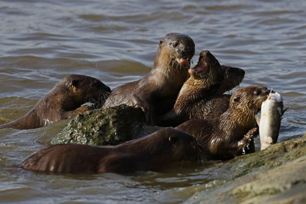 sea otters body heat