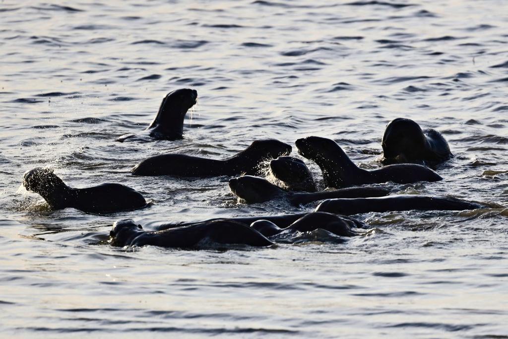sea otter animals mystery