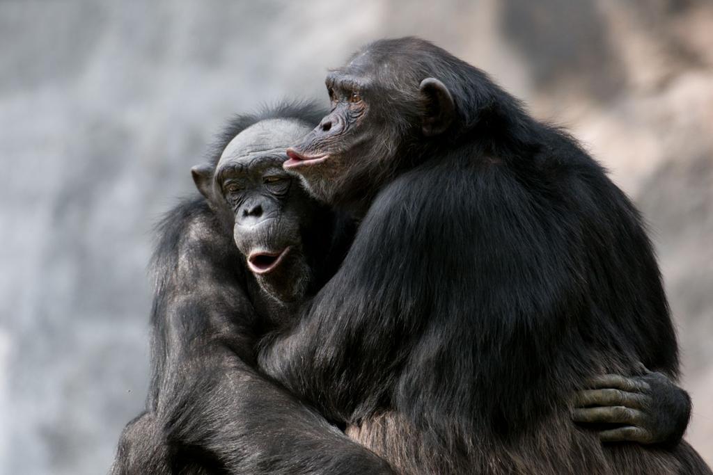 chimpanzees human behavior empathy