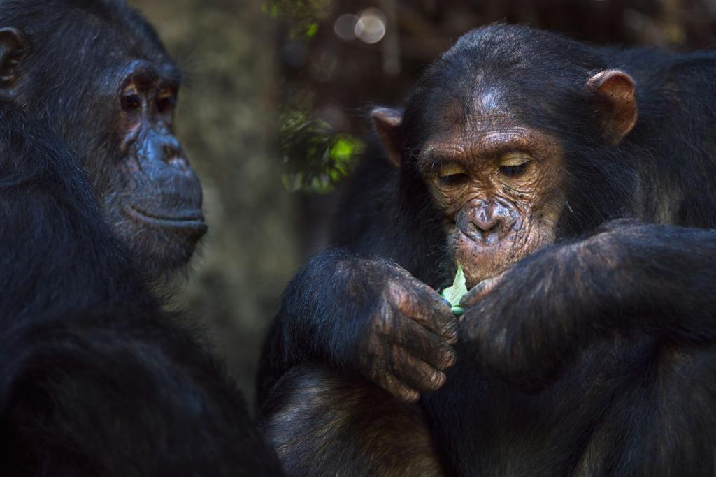 chimpanzee heal wounds empathy